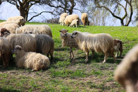 A herd of sheep are grazing in a field. The sheep are all different sizes and are spread out across the field