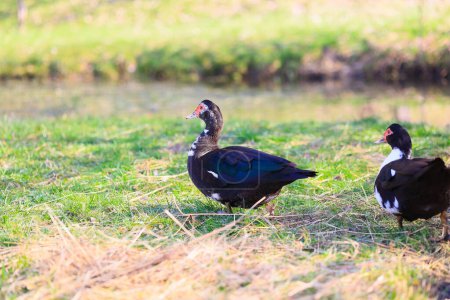 Two ducks are walking on a grassy field. One duck is black and white, and the other is black