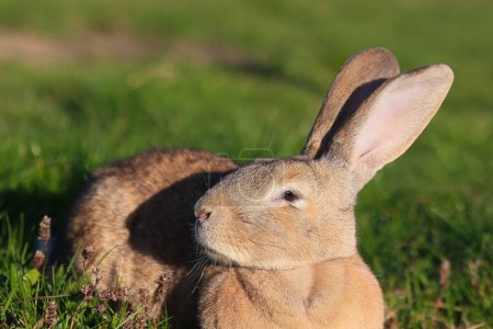 A rabbit is laying in the grass, looking up at the camera. The rabbit is relaxed and content, enjoying the sunny day