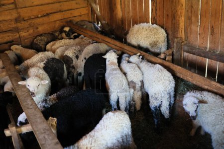 Eine Gruppe Schafe steht in einem Stall, einige sind schwarz-weiß, andere weiß.