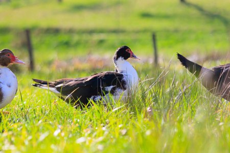 Three ducks are standing in a grassy field. One of the ducks is black and white. The other two ducks are brown
