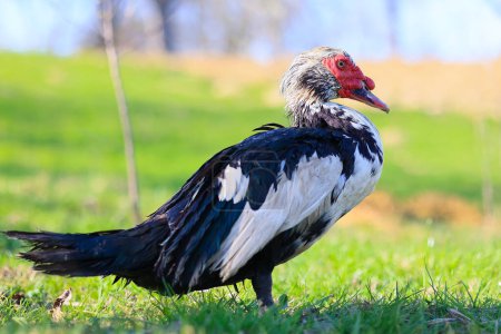 A duck with a red beak stands in a grassy field. The duck is black and white in color