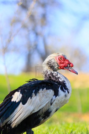 A bird with a red beak and black and white feathers stands on a grassy field. The bird's head is turned to the side, and it is looking at something in the distance. The scene is peaceful and serene