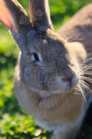 A rabbit is standing in a grassy field. The rabbit has a brown and white coat and is looking at the camera