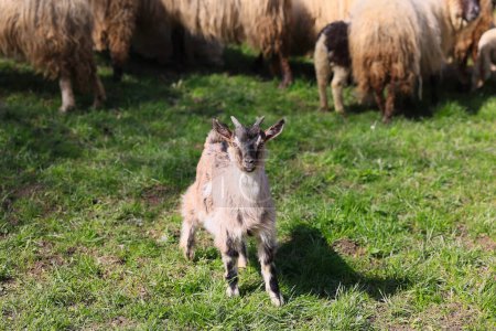 A baby goat stands in a field of grass. The goat is surrounded by other goats, some of which are larger than the baby goat