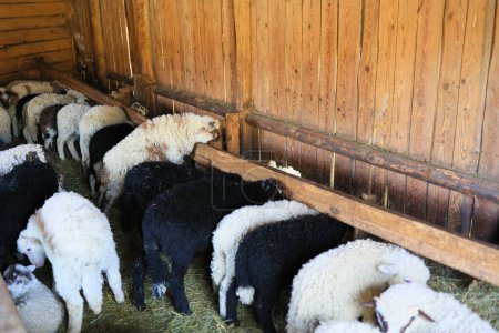 A group of sheep are eating hay in a pen. The sheep are of different colors, including black and white