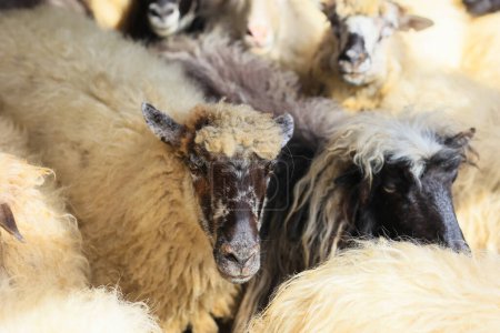 Eine Gruppe Schafe, von denen einige schwarze Gesichter haben. Die Schafe sind alle verschieden groß und farbig