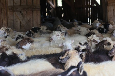 A herd of sheep are laying down in a barn. The sheep are all different colors and sizes