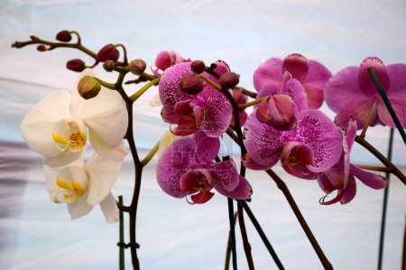 Foto de Hermosas flores de orquídea en el jardín - Imagen libre de derechos