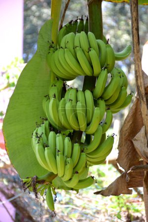 Téléchargez les photos : Banane dans le jardin - en image libre de droit