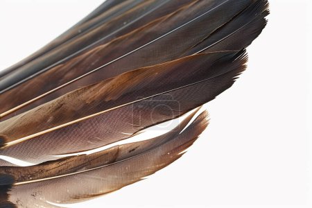 Téléchargez les photos : Contexte Plume de griffon isolée, plume de vautour griffon, concept réaliste fantaisie - en image libre de droit
