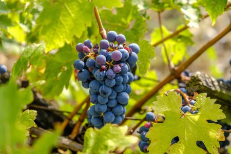 Reihe von Weinbergen mit blauen Trauben im Herbsttag