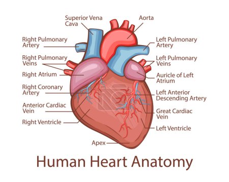 Anatomía del corazón humano. Órgano humano interno. Ilustración anatómica. Ciencia, medicina, educación en biología. Estructura anatómica para el aprendizaje de información médica