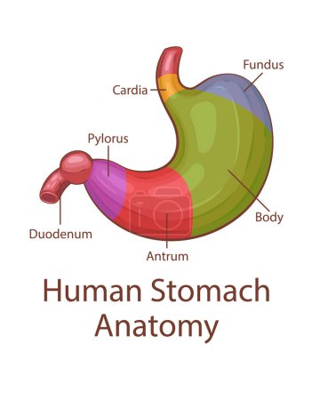 Anatomie de l'estomac humain. Organe interne humain. Illustration anatomique. Science, médecine, éducation en biologie. Structure anatomique pour l'apprentissage de l'information médicale