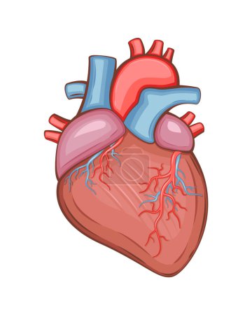 Human Heart Isolated. Human internal organ. Anatomical Illustration.  Science, medicine, biology education. Anatomical structure for medical info learning