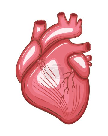 Corazón humano aislado. Órgano humano interno. Ilustración anatómica. Ciencia, medicina, educación en biología. Estructura anatómica para el aprendizaje de información médica