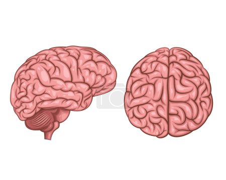 Illustration des menschlichen Gehirnvektors. Das innere Organ des Menschen. Anatomische Illustration. Naturwissenschaften, Medizin, Biologie. Anatomische Struktur für das Lernen medizinischer Informationen