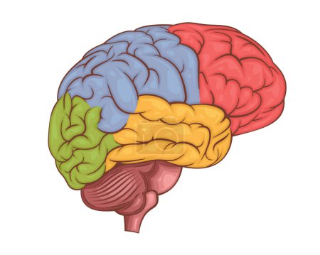 Illustration des menschlichen Gehirnvektors. Das innere Organ des Menschen. Anatomische Illustration. Naturwissenschaften, Medizin, Biologie. Anatomische Struktur für das Lernen medizinischer Informationen