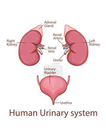 Human urinary system vector illustration.  Human internal organ. Anatomical Illustration.  Science, medicine, biology education. Anatomical structure for medical info learning