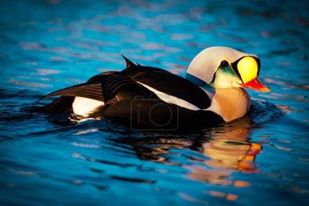 Photo for King Eider in the Arctic Sea, Batsfjord, Somateria spectabilis is a colorful bird in the Arctic. Had traveled with Hurtigruten to Batsfjord at the end of March 2016 - Royalty Free Image
