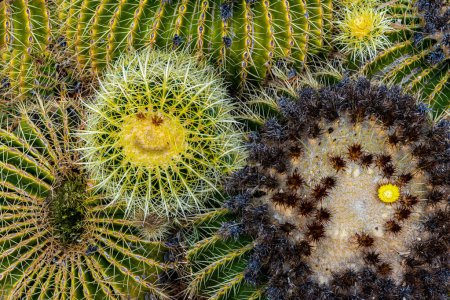 Photo for Cacti of different appearance and color. Happy cactus surrounded by other cacti in Tunte (San Bartolomei de Tirajana) in the mountains of Gran Canaria, Spain. - Royalty Free Image