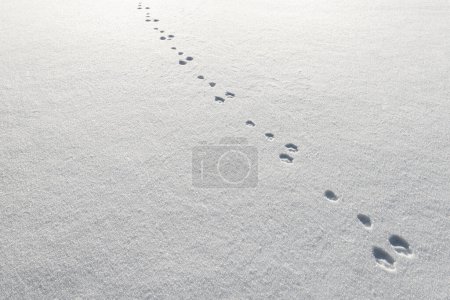 Hasenspuren im frisch gefallenen Schnee in Schweden. Kalter Wintertag in Frsn, Jmtland im Februar 2024.