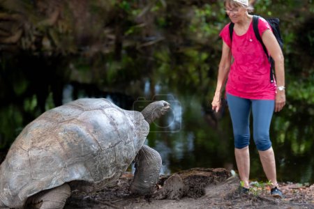 Ma femme et moi avons rencontré ces belles tortues géantes à Curieuse Island, une île près de Praslin, aux Seychelles. Selon les informations, il n'y a apparemment aucune perturbation pour les tortues géantes lorsque nous approchons à ce point. J'espère que c'est correct.!