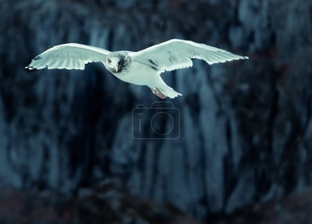 Flying seagull in the blue hour ready for fight in Svolvaer, Norge. Svolvaer is a town in Lofoten. The image was taken in o fiord outside Svolvaer in October 2019.