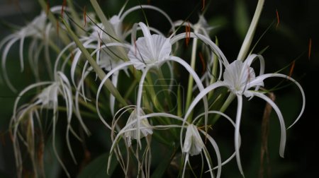 Tropische Zierblume - Crinum asiaticum, allgemein bekannt als Aspopoxidknolle, Riesen-Seelilie, Große Seelilie, Orspinnenlilie.
