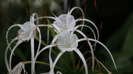 Foto de Flor ornamental tropical - Crinum asiaticum, comúnmente conocido como bulbo venenoso, lirio crinum gigante, lirio crinum grande, lirio orspider. - Imagen libre de derechos
