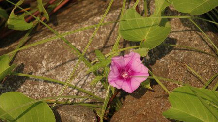 Photo for Ipomoea pes-caprae growing on stone, also known as bayhops, beach morning glory - a common pantropical creeping vine grows on the upper parts of beaches and endures salted air. - Royalty Free Image
