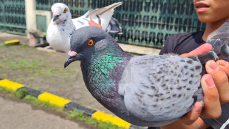 Photo for Training The Racing Homer pigeon - a breed of domestic pigeon. - Royalty Free Image