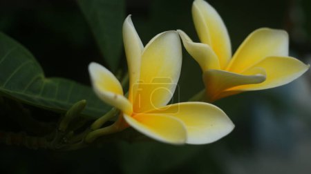Foto de Flor tropical - Dulce fragancia exótica Yellow Plumeria rubra diva conocido asfrangipani, floreciendo en el jardín. - Imagen libre de derechos