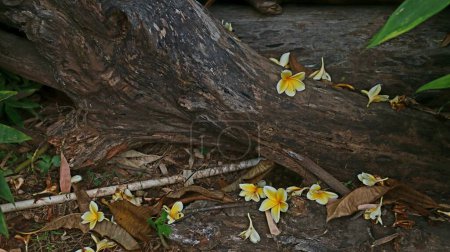 Téléchargez les photos : Fleur tropicale - Parfum exotique doux Jaune Plumeria rubra diva connue sous le nom d'asfrangipani, fleurissant dans le jardin. - en image libre de droit