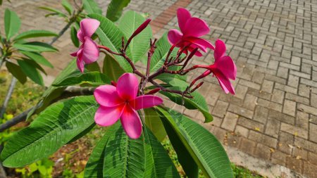 Foto de Flor tropical - Dulce fragancia exótica rosa Plumeria rubra diva conocida asfrangipani, floreciendo en el jardín. - Imagen libre de derechos