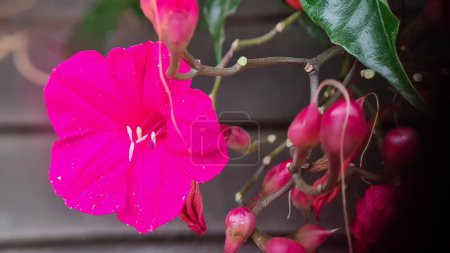 Foto de Flor ornamental tropical, Ipomoea horsfalliae - Prince Kuhio Vine. Trompeta de floración rosa roja. - Imagen libre de derechos