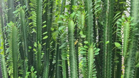 Foto de Euphorbia Trigona, o el árbol de leche africano como se le conoce comúnmente, es una planta de interior muy arquitectónica y curiosa. Cactus Spurge. - Imagen libre de derechos
