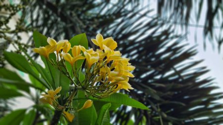 Téléchargez les photos : Parfum exotique doux Plumeria rubra diva jaune connu asfrangipani, fleurissant dans le jardin. - en image libre de droit