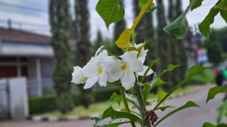 Téléchargez les photos : Parfum exotique doux Plumeria rubra diva blanche connue sous le nom d'asfrangipani, fleurissant dans le jardin. - en image libre de droit