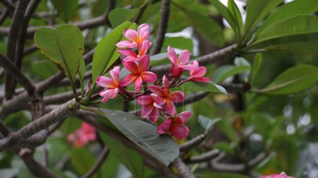 Téléchargez les photos : Parfum exotique doux Plumeria rubra diva rose connu asfrangipani, fleurissant dans le jardin. - en image libre de droit