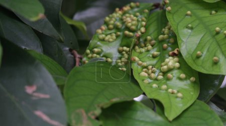 Téléchargez les photos : Gall mites (hama tungau puru), également connu sous le nom d'acariens ériophyidés sur les feuilles. - en image libre de droit