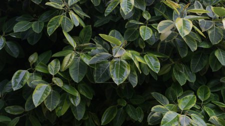 Téléchargez les photos : Ficus elastica également connu sous le nom de Karet Kebo dans le jardin botanique. Une espèce de plante à fleurs de la famille des Moraceae. - en image libre de droit