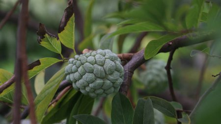 Photo for Exotic fruit Srikaya or serikaya, Annona squamosa. A round shaped with many-eyed skin and white flesh. - Royalty Free Image