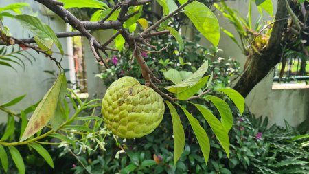 Exotische Frucht Srikaya oder Serikaya, Annona squamosa. Eine runde Form mit vieläugiger Haut und weißem Fruchtfleisch.