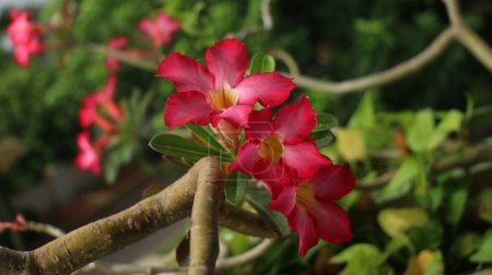 Foto de Flor exótica tropical llamativa de color rojo, kemboja jepang, adenium jalá, floreciendo en el balcón. - Imagen libre de derechos