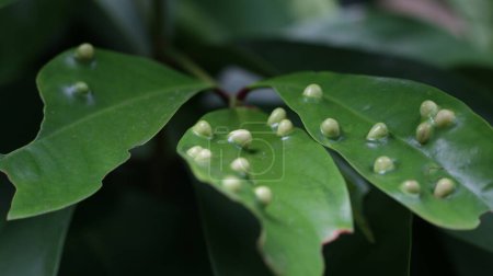 Téléchargez les photos : Gall mites (hama tungau puru), également connu sous le nom d'acariens ériophyidés sur les feuilles. - en image libre de droit