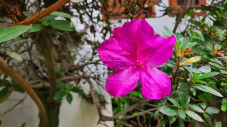 Téléchargez les photos : Fleur tropicale, Azalée, arbustes à fleurs dans le genre Rhododendron. - en image libre de droit