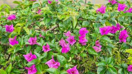Foto de Flor tropical - Bougainvillea buttiana también conocida como bunga kertas floreciendo en el jardín. - Imagen libre de derechos