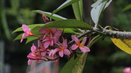Téléchargez les photos : Parfum exotique doux Plumeria rubra diva rose connu asfrangipani, fleurissant dans le jardin. - en image libre de droit