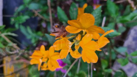 Tropical flower - Crossandra infundibuliformis or thefirecracker flower blooming in the park. 